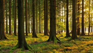 Curso de Gestión Forestal para la Conservación de la Biodiversidad