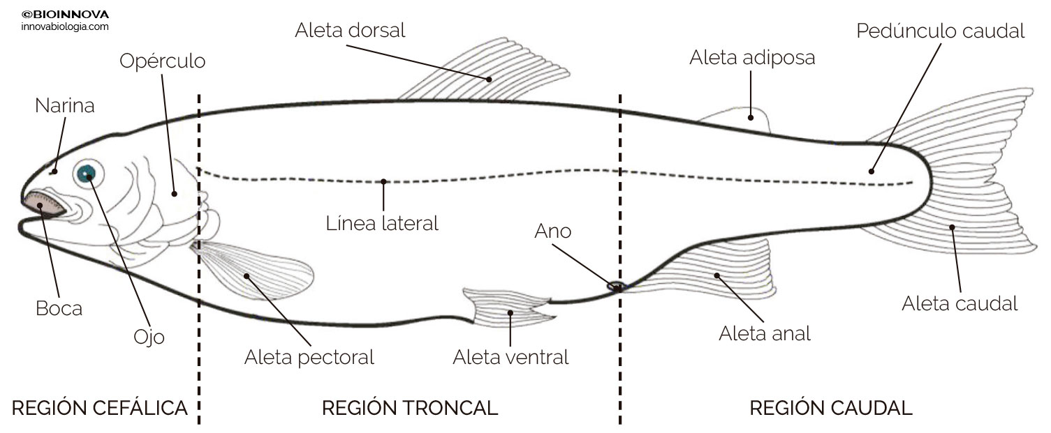 Anatomía externa de una trucha (esquema)