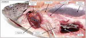 Fotografía de la anatomía interna de una trucha, mostrando el hígado y la vesícula biliar