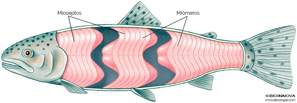 Estructura muscular del pez