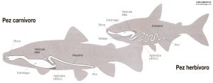 Tubos digestivos de peces carnívoros y herbívoros