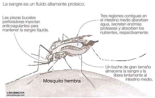 Mosquito hembra