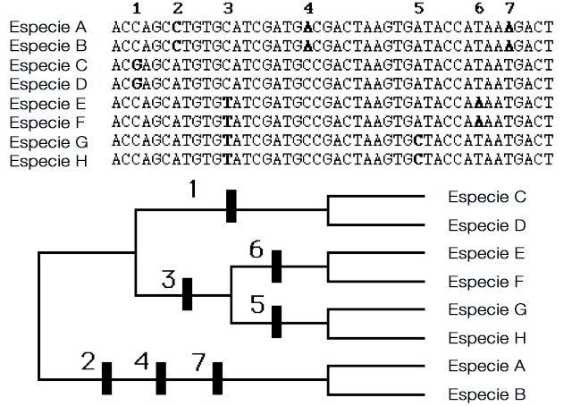 Árbol filogenético basado en secuencias de ADN