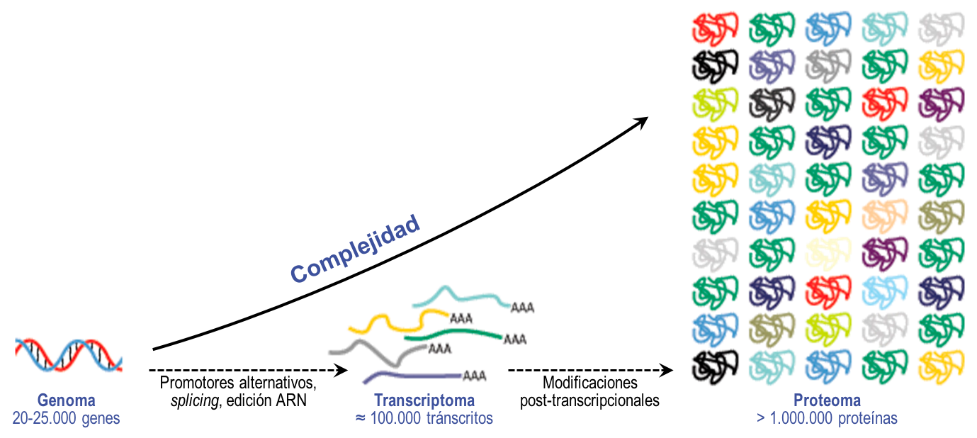 Complejidad del proteoma