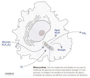 Intercambio gaseoso en la célula