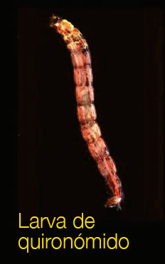 Larva de quironómido