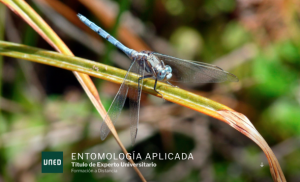 Curso de Experto Universitario en Entomología Aplicada (4ª Edición)