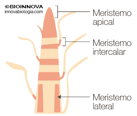 meristema apical de la raíz