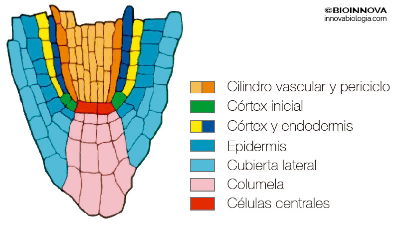 meristema apical de la raíz