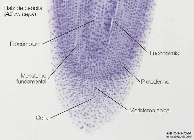 Los meristemos BIOINNOVA