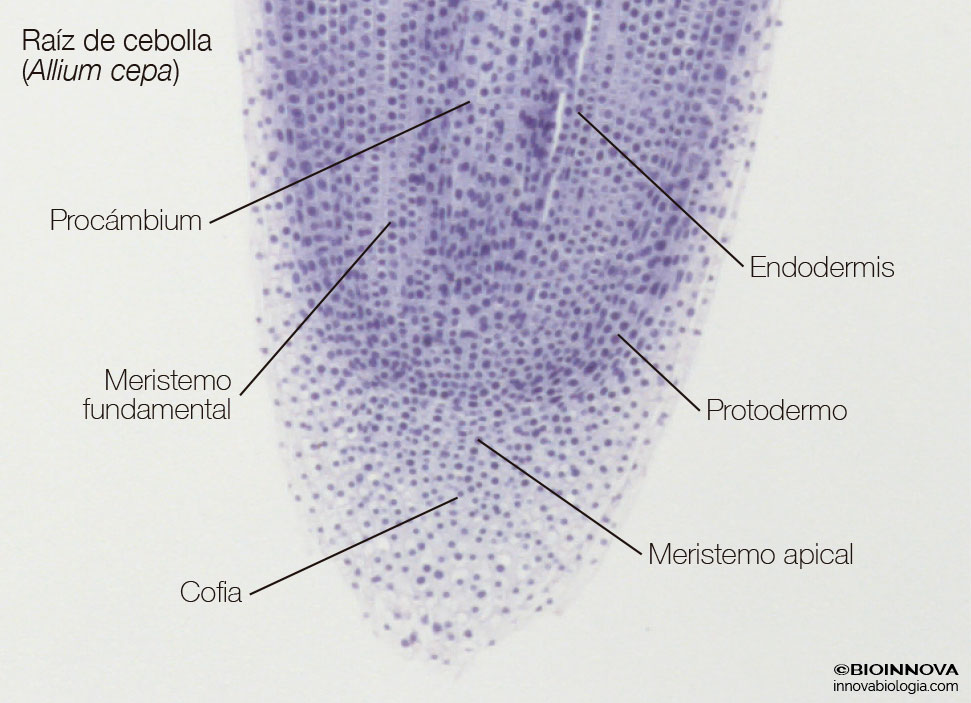 meristema apical de la raíz