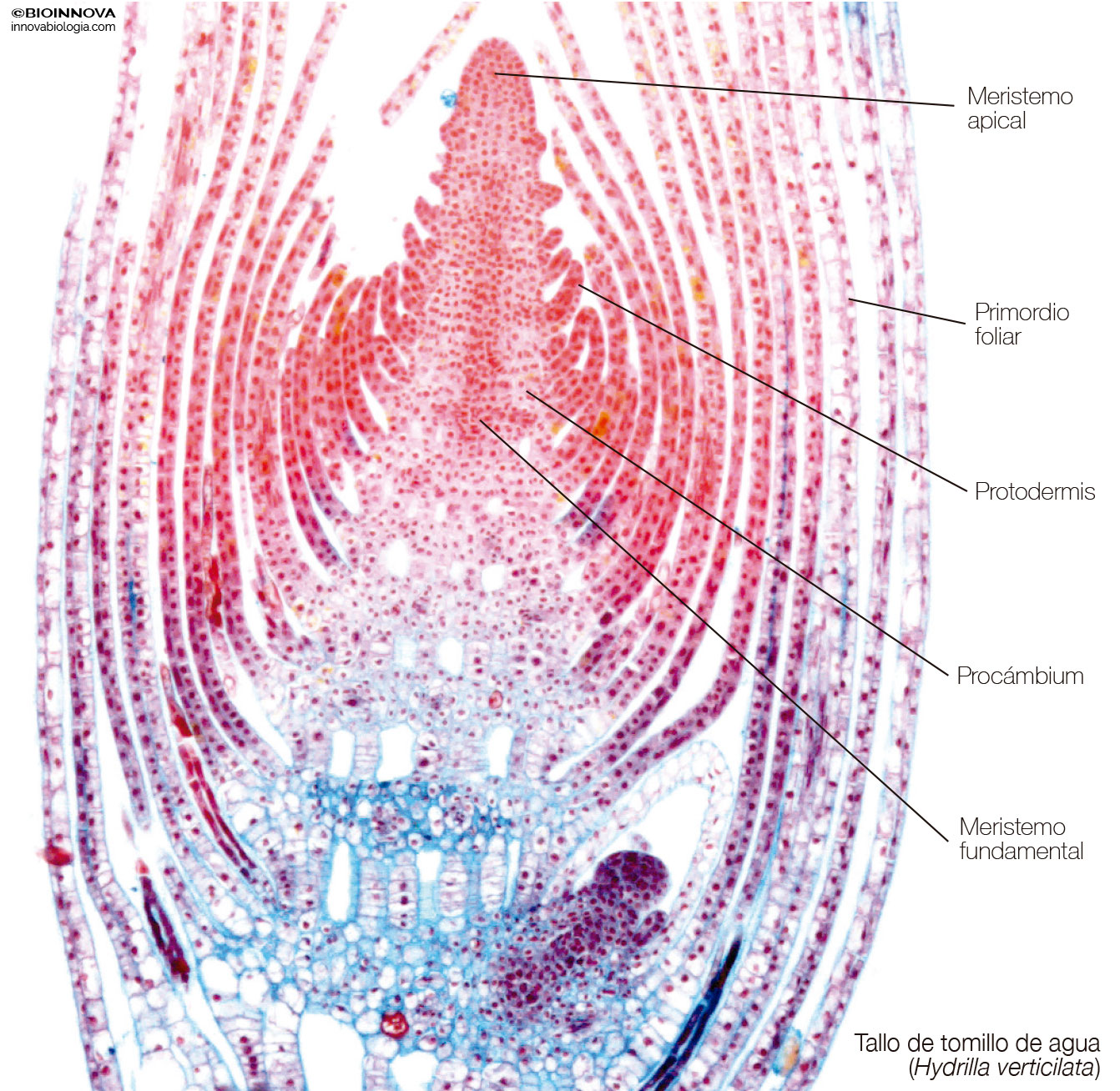 meristema apical de la raíz