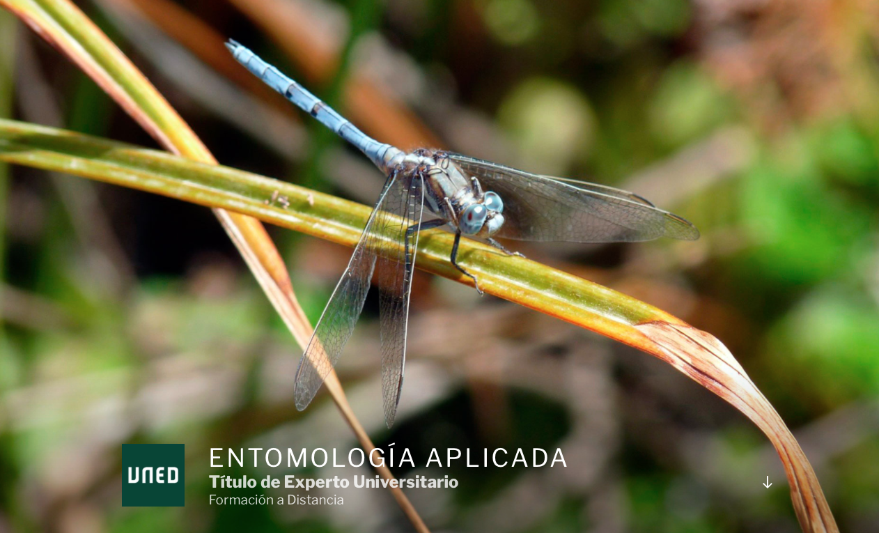 Curso de Experto Universitario en Entomología Aplicada