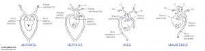 Evolución del corazón de vertebrados