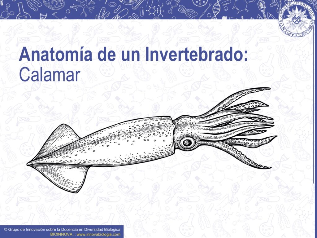 Anatomía de un invertebrado Calamar BIOINNOVA