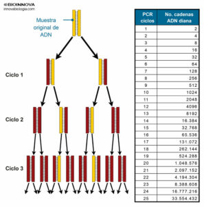 Número de copias de ADN por ciclo de PCR