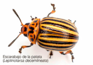 Escarabajo de la patata